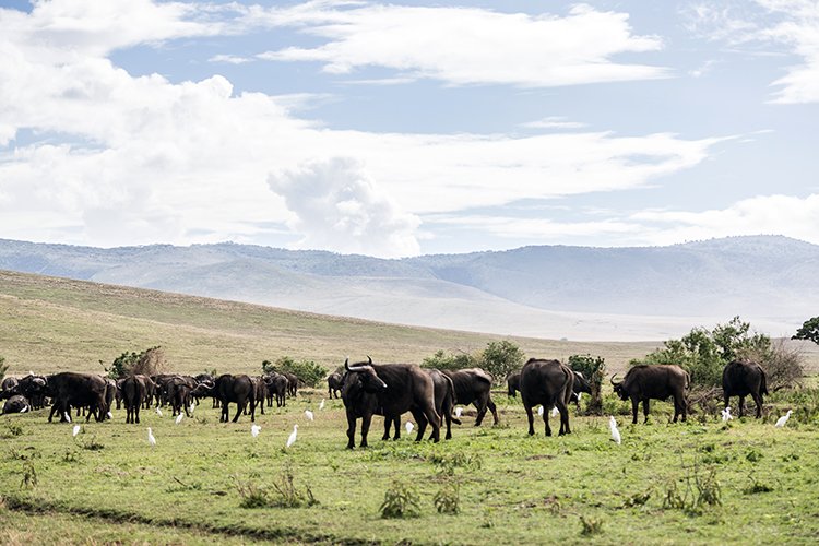 TZA ARU Ngorongoro 2016DEC26 Crater 067